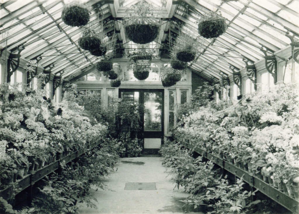 Photograph of the inside of the a green house at Howard Park, Glossop
